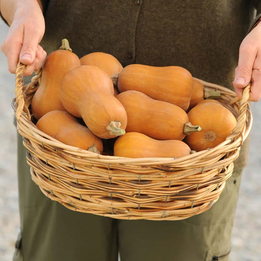 VEGSOW Butterbaby Winter Squash Seeds - Heirloom Vegetable Seeds for Home Gardens