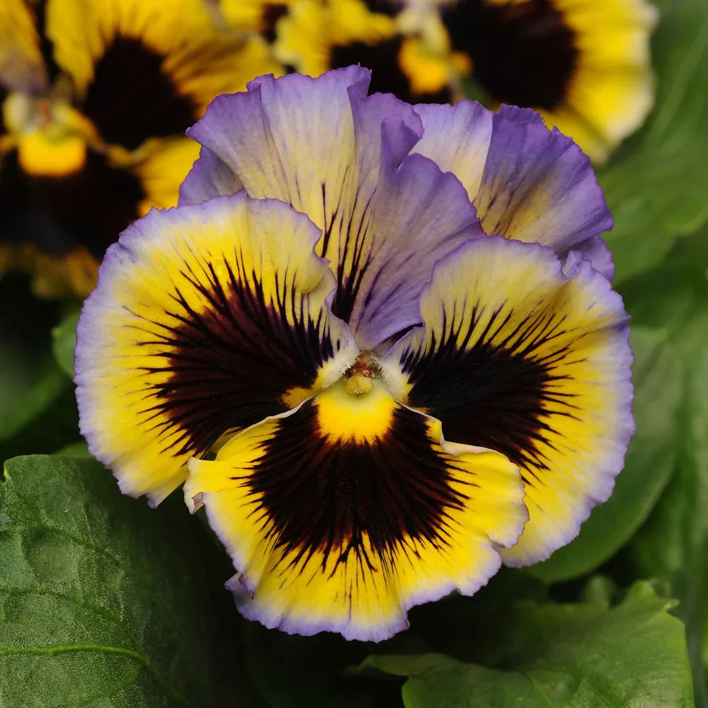 VEGSOW Frizzle Sizzle Pansy Seeds - Yellow-Blue Swirl Flower Seeds