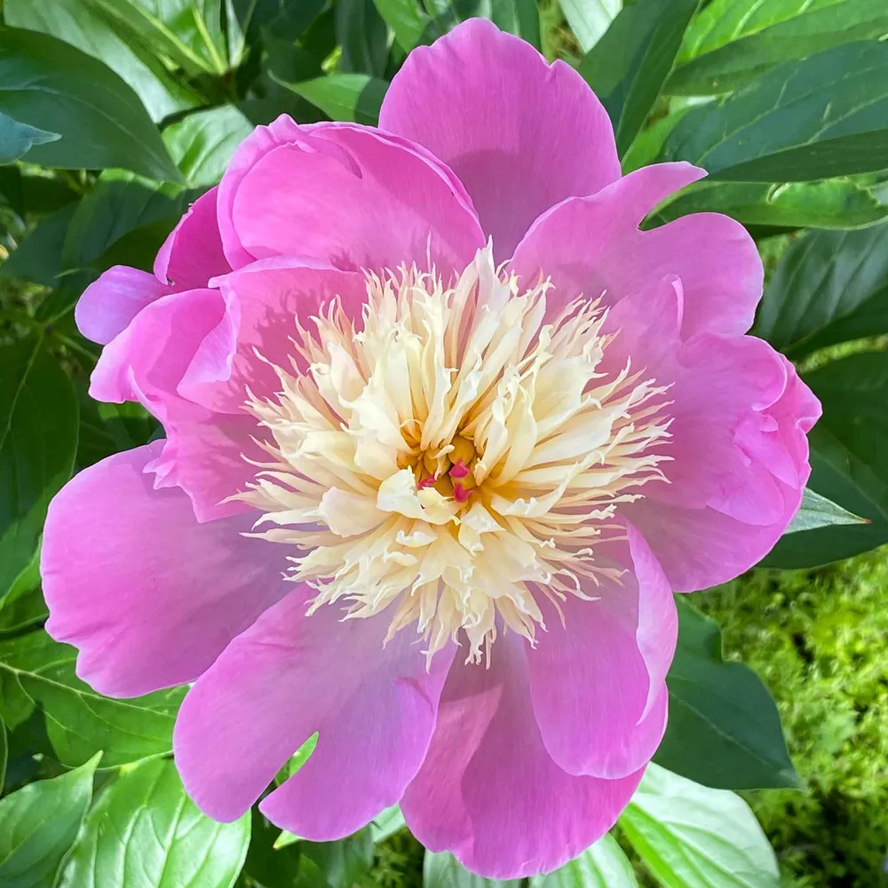 VEGSOW Peony Roots - Bowl of Beauty Perennial Bare Root Starts