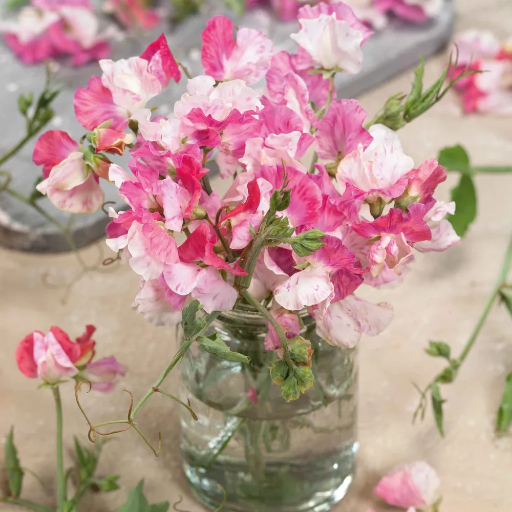 VEGSOW Sweet Pea Seeds - Promise Variety