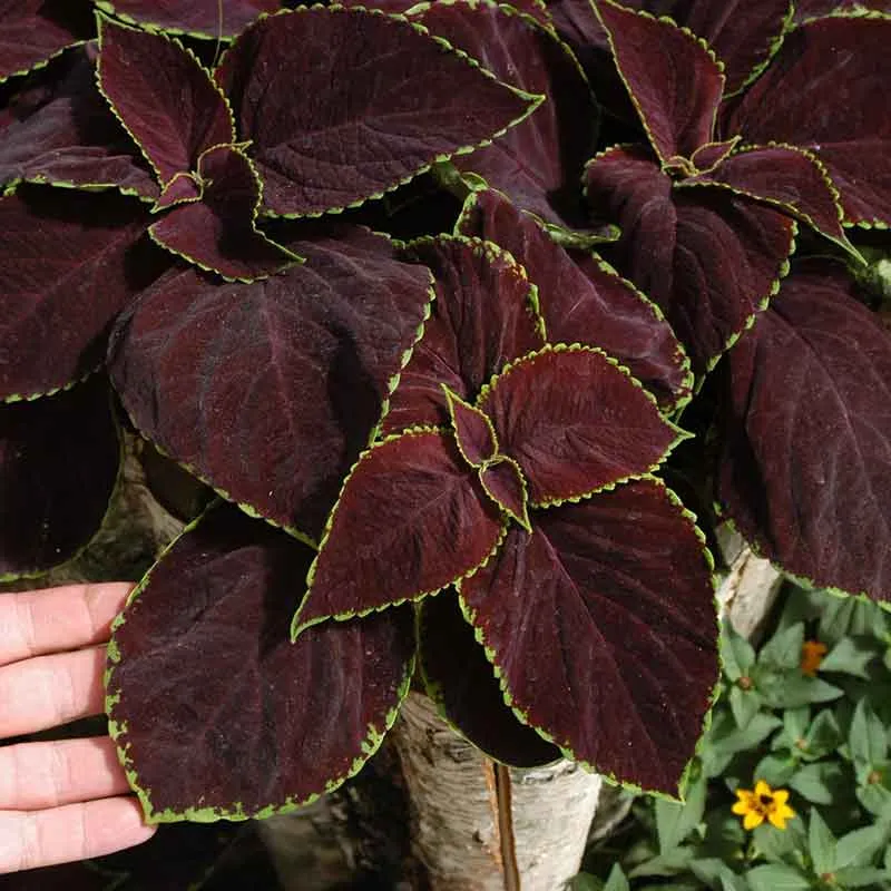 VEGSOW Chocolate Mint Coleus Seeds - High Germination Foliage Plant Seeds
