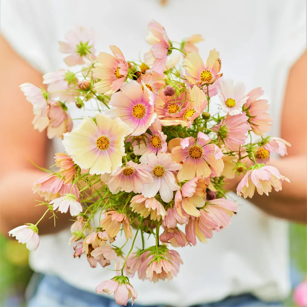 VEGSOW Apricot Lemonade Cosmos Seeds - Annual Heirloom Flower Seeds