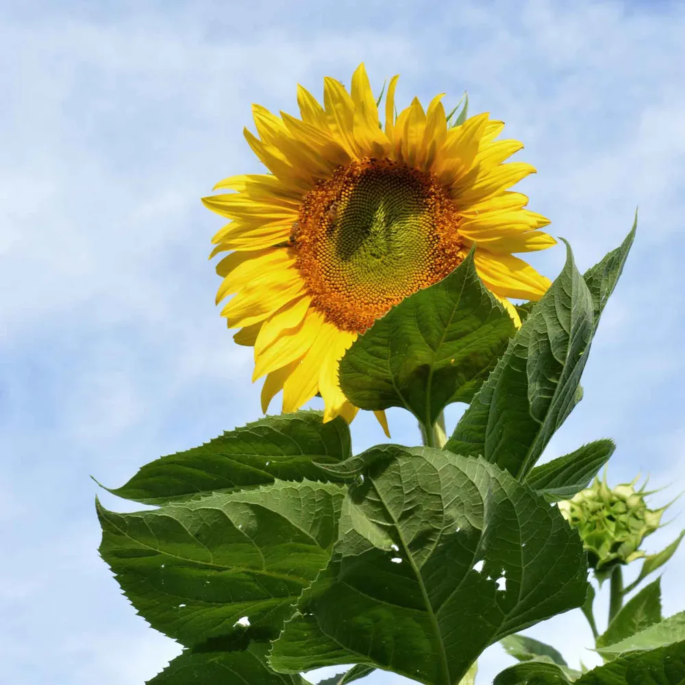VEGSOW Skyscraper Sunflower Seeds - Giant Tall Variety