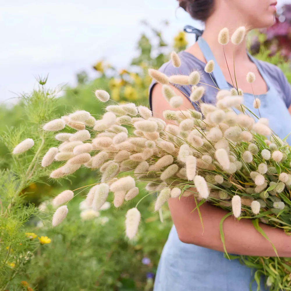 VEGSOW Bunny Tails Grass Seeds - High Germination Rate Planting Seeds