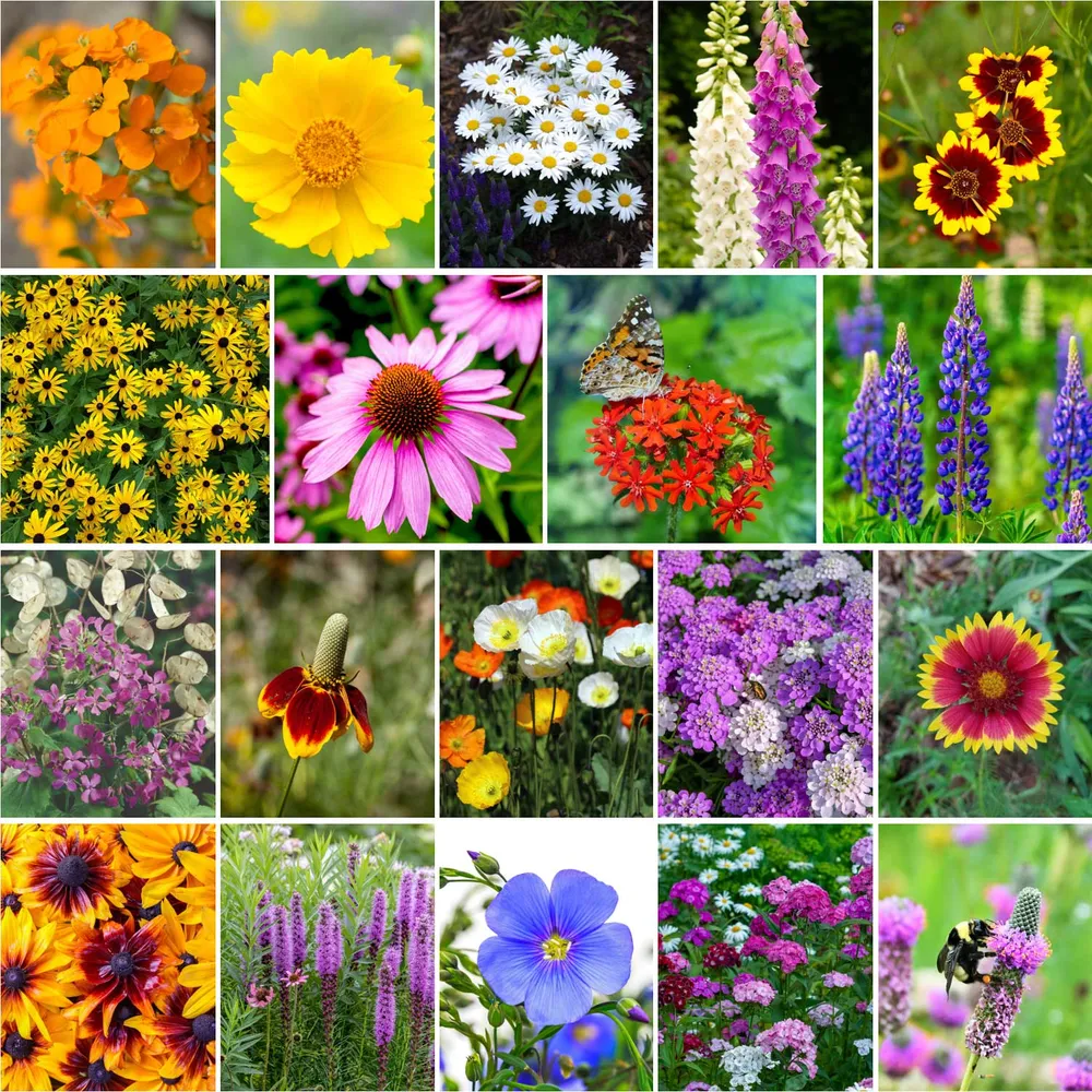 VEGSOW All Perennial Wildflower Seed Mix - Native Flower Variety Pack