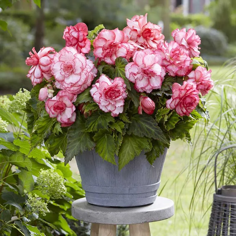 VEGSOW Double Picotee Bouton de Rose Begonia Tubers