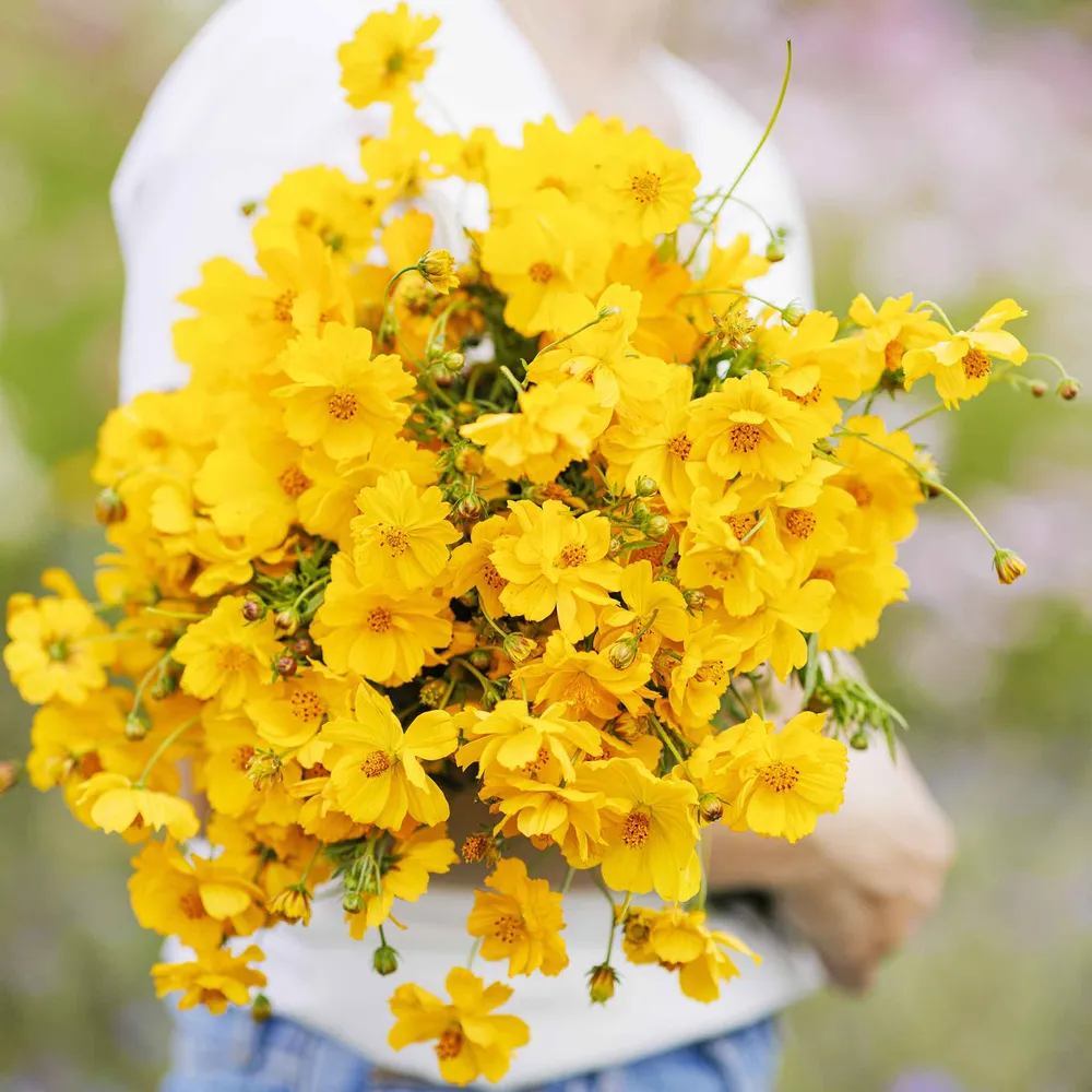 VEGSOW Sulphur Cosmos Seeds - Crest Gold
