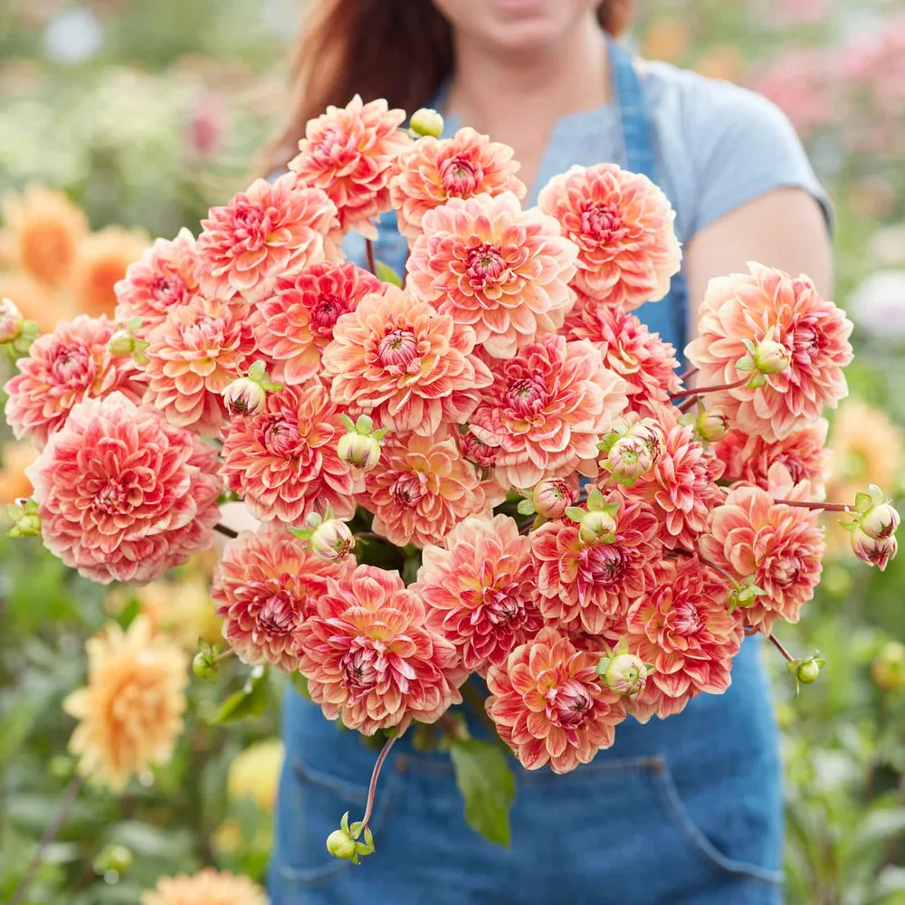 VEGSOW All That Jazz Decorative Dahlia Tubers