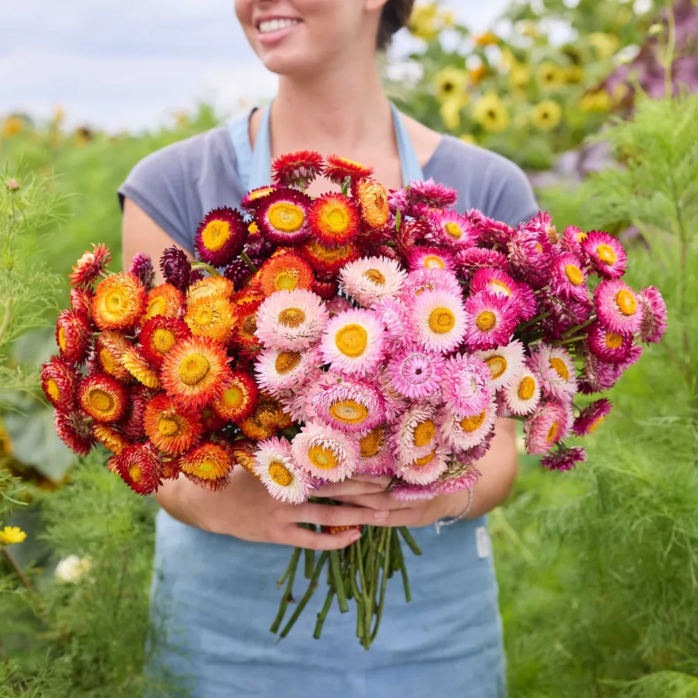 VEGSOW Strawflower Bundle - Passion Shades