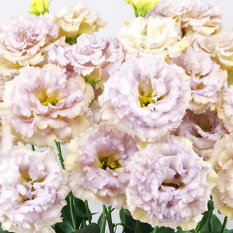 VEGSOW Lisianthus Seeds - Celeb Blue Chateau