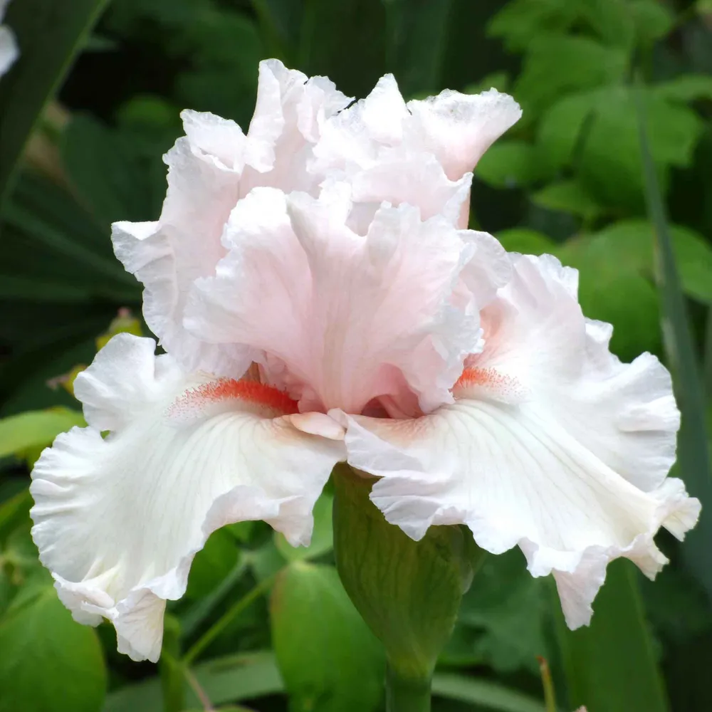 VEGSOW Society Page Bearded Iris Bulbs - Perennial Flower Rhizomes