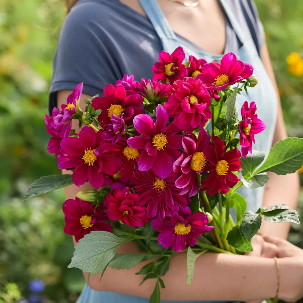 VEGSOW Dahlia Seeds - Figaro Violet Shades
