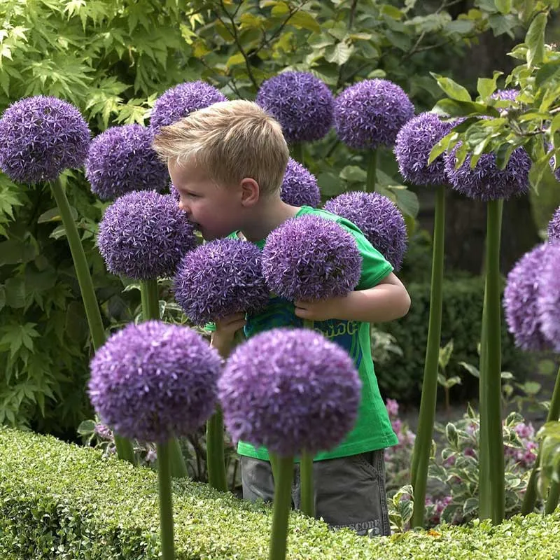 VEGSOW Gladiator Allium Bulbs - Giant Ornamental Perennial Flower Bulbs