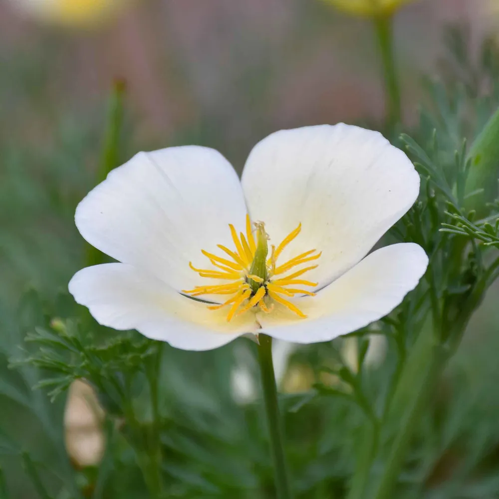 VEGSOW California Poppy Seeds - White Linen