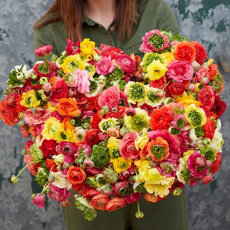 VEGSOW Ranunculus Bulbs - Super Green Mix