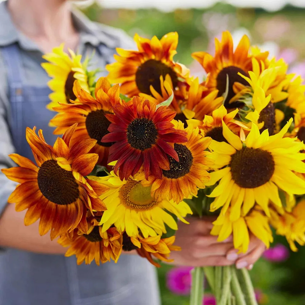 VEGSOW Crimson Queen Sunflower Seeds - Heirloom Flower Seeds for Garden