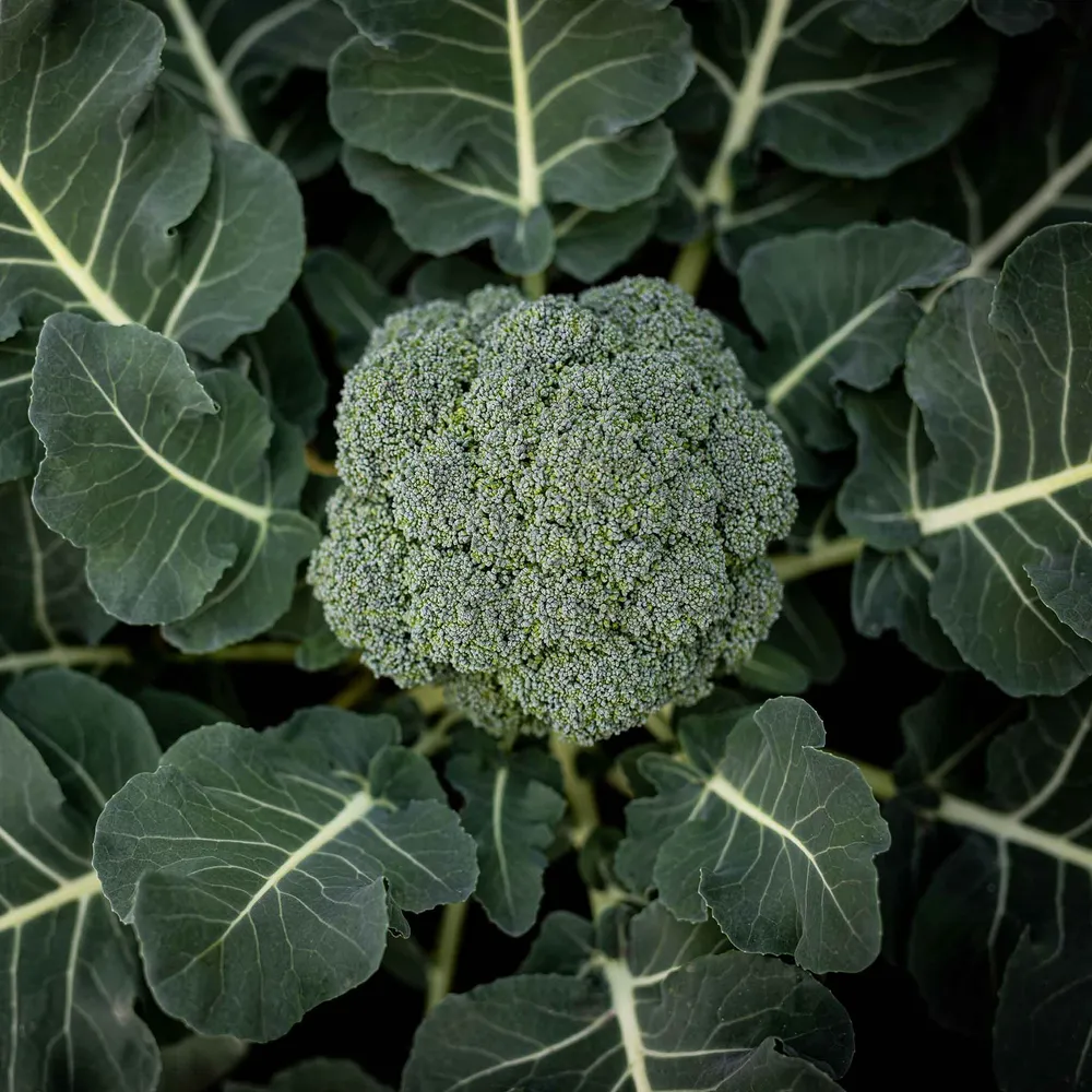 VEGSOW Calabrese Broccoli Seeds - Heirloom Vegetable Seeds for Home Gardening