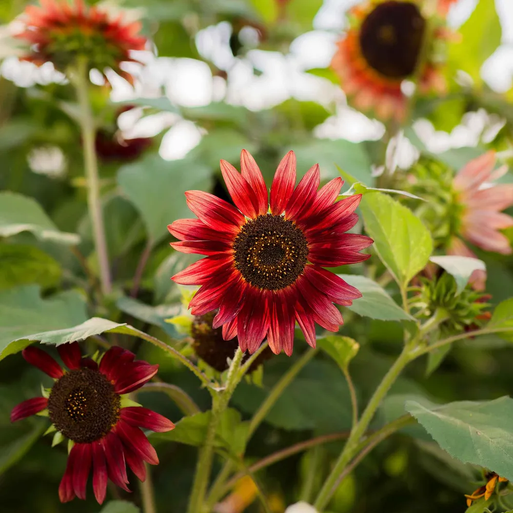 VEGSOW Chocolate Sunflower Seeds - Heirloom Variety for Garden Planting