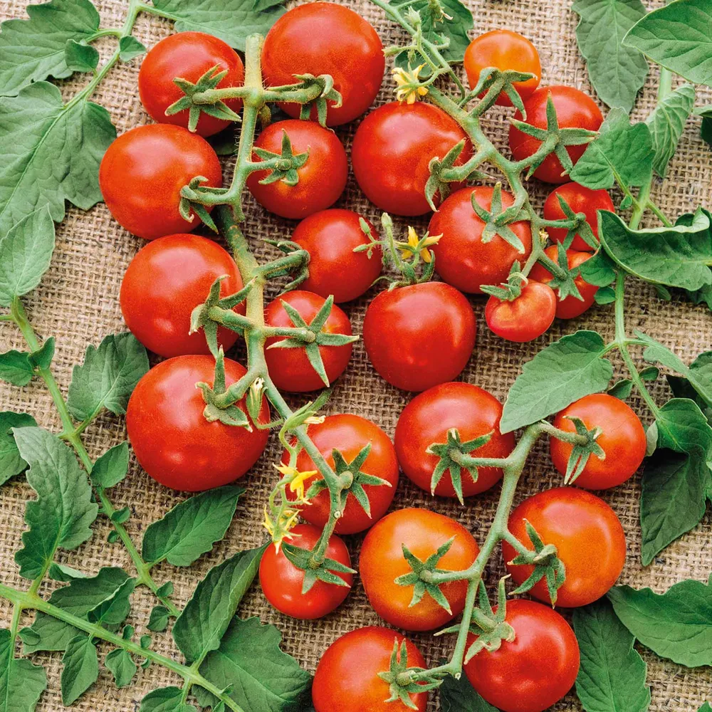 VEGSOW Small Red Cherry Tomato Seeds - Heirloom Variety for Home Gardens