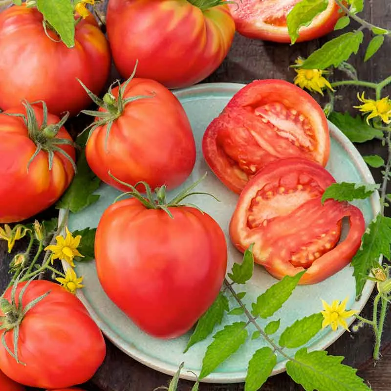 VEGSOW Oxheart Tomato Seeds - Heirloom Vegetable Seeds