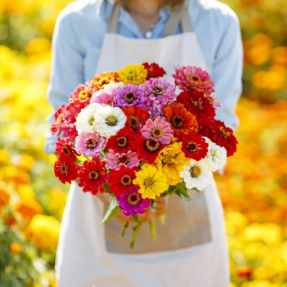 VEGSOW California Giants Zinnia Seeds - Organic Heirloom Flower Mix