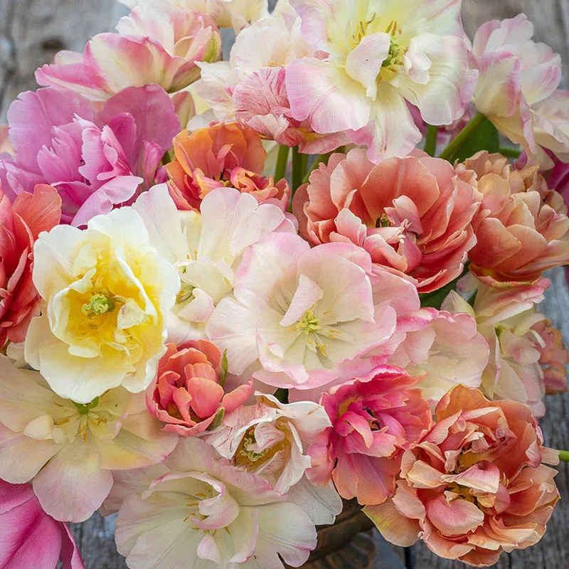 VEGSOW Tulip Bulbs - Afternoon Tea Mix, Spring Flowering Flower Bulbs