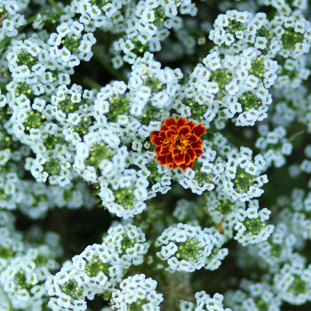 VEGSOW Tall White Sweet Alyssum Seeds - Fragrant Annual Flower Seeds