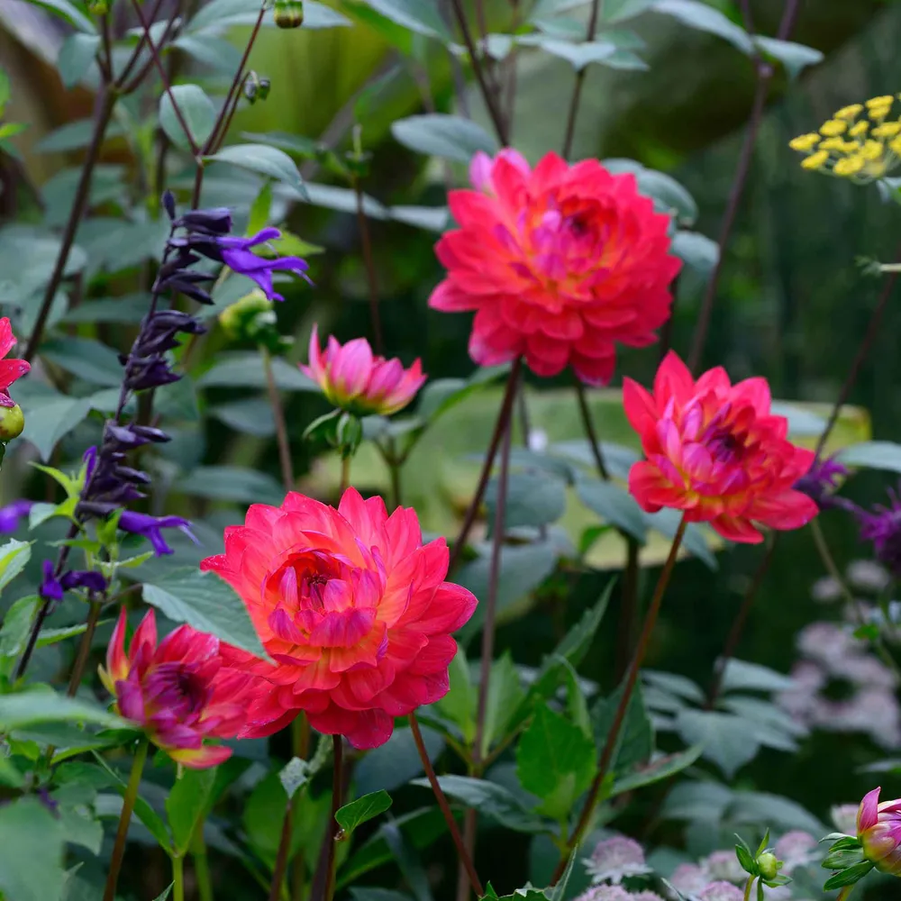 VEGSOW Dahlia Tubers (Waterlily) - Kilburn Glow