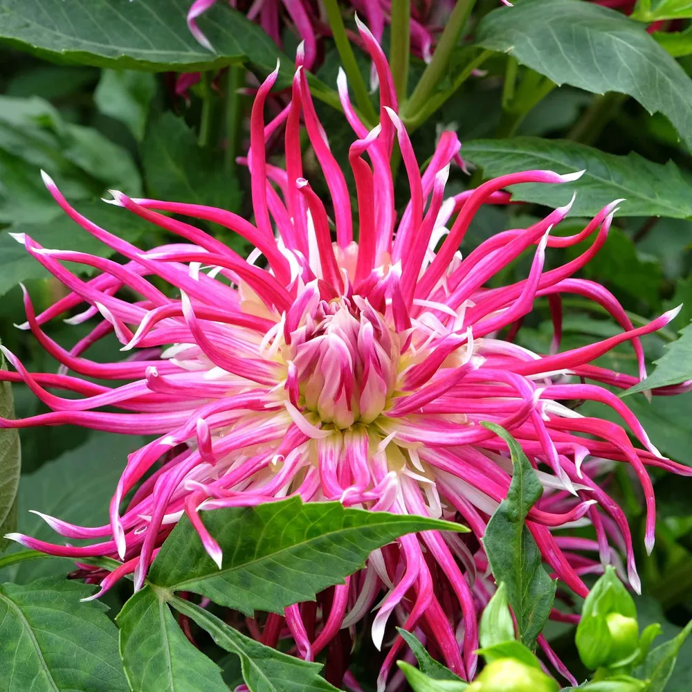 VEGSOW Hollyhill Spiderwoman Cactus Dahlia Tubers