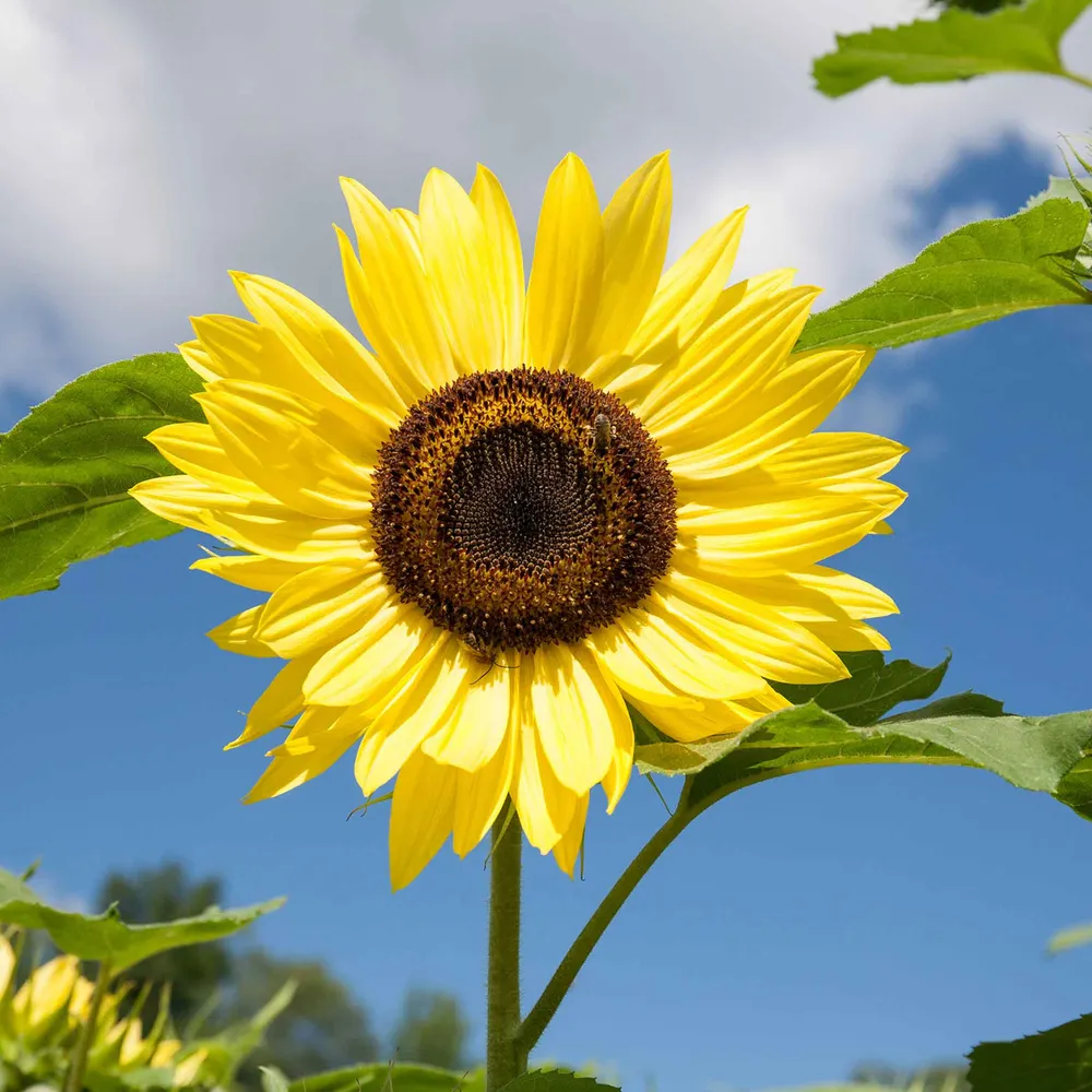 VEGSOW Organic Lemon Queen Sunflower Seeds - Heirloom Variety