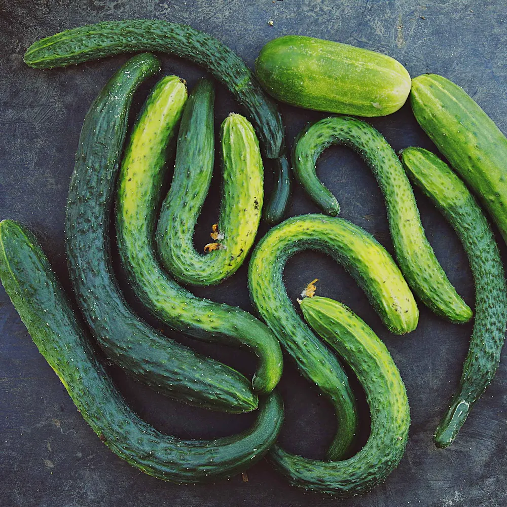 VEGSOW Suyo Long Cucumber Seeds - Heirloom Vegetable Seeds for Home Gardening