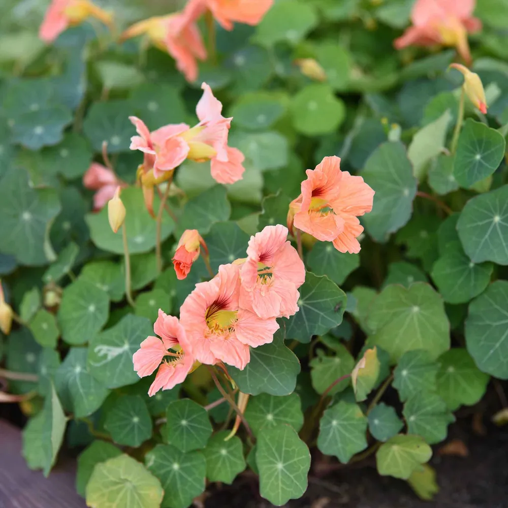 VEGSOW Salmon Baby Nasturtium Seeds - Heirloom Flower Seeds