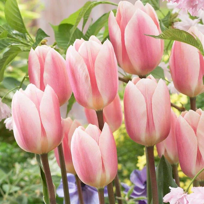 VEGSOW Apricot Delight Tulip Bulbs - Spring Flowering Perennials