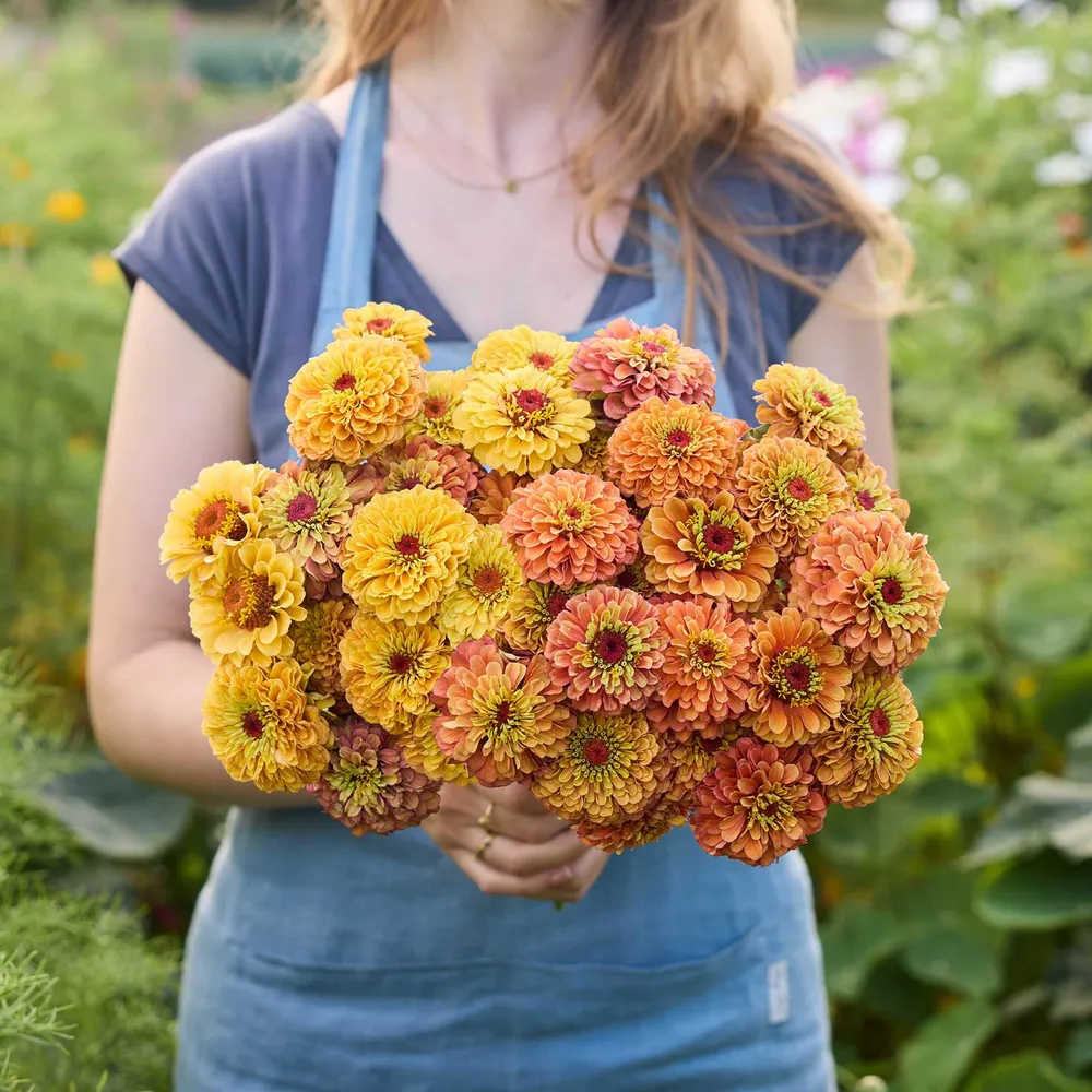 VEGSOW Queeny Golden Sparkle Zinnia Seeds - Heirloom Annual Flower Seeds