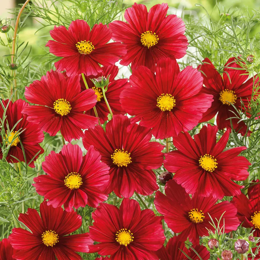 VEGSOW Rubenza Cosmos Seeds - Heirloom Annual Flower Seeds for Home Gardens