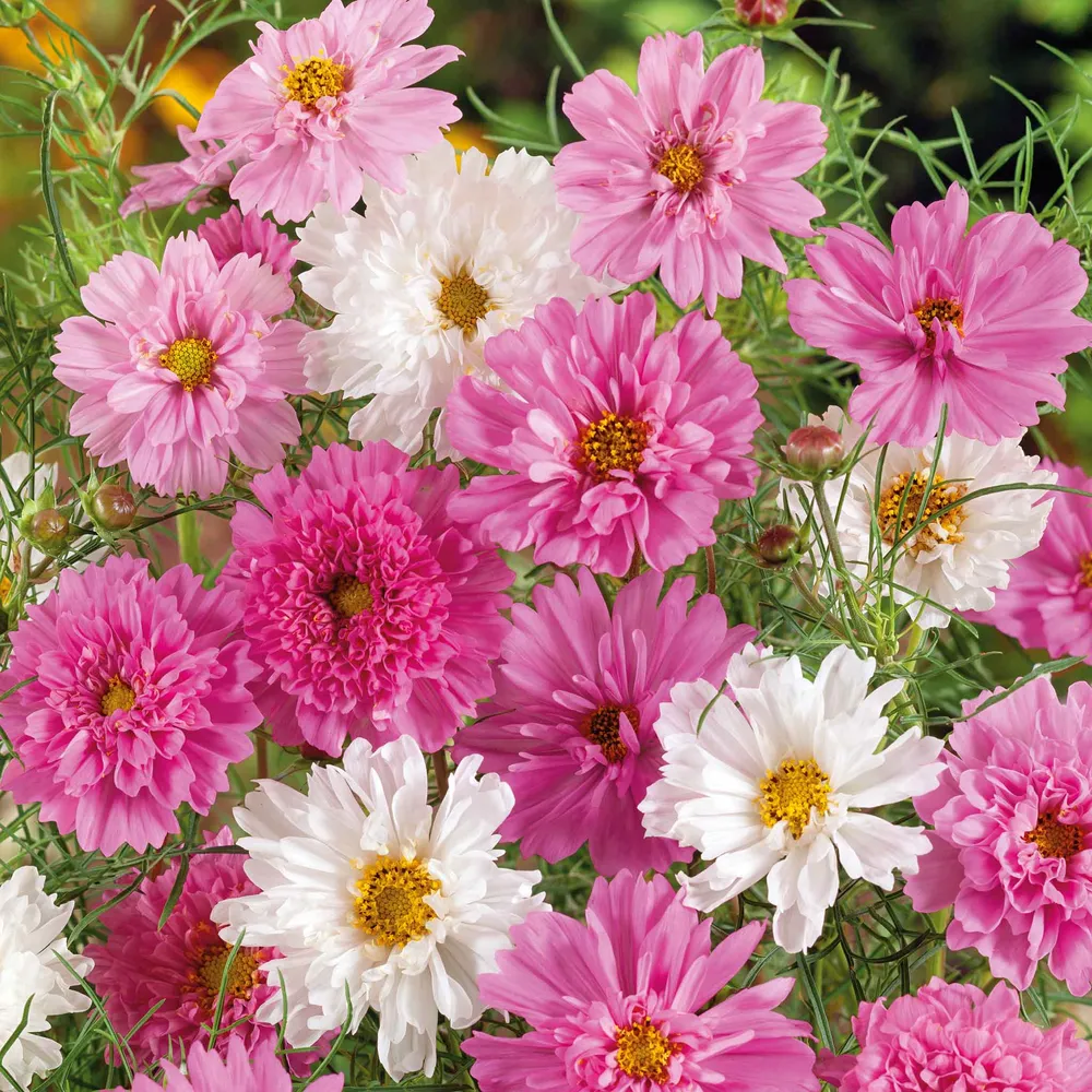 VEGSOW Double Click Bonbon Mix Cosmos Seeds - Annual Flower Seeds
