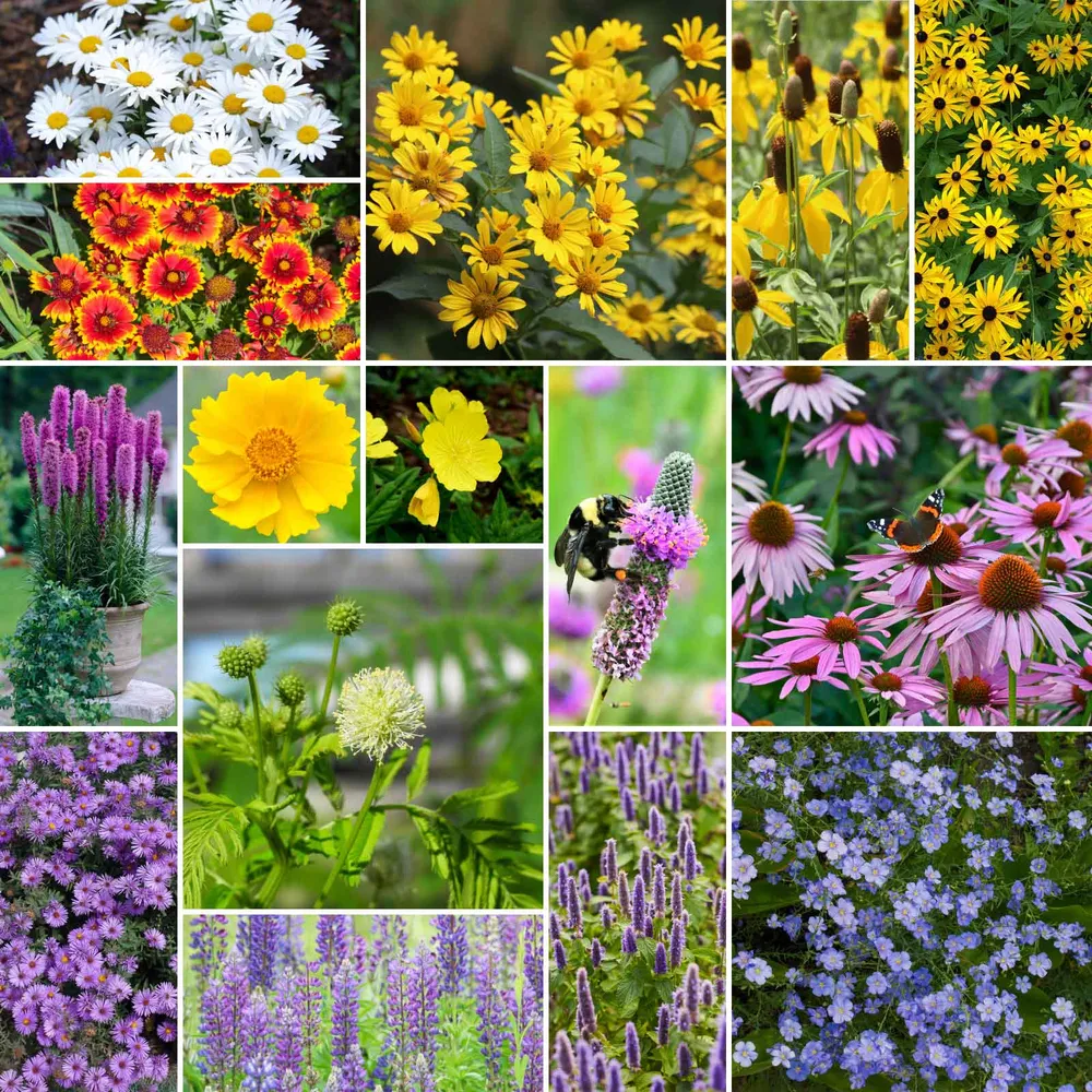 VEGSOW Midwest All Perennial Wildflower Seed Mix - Native Hardy Flower Seeds