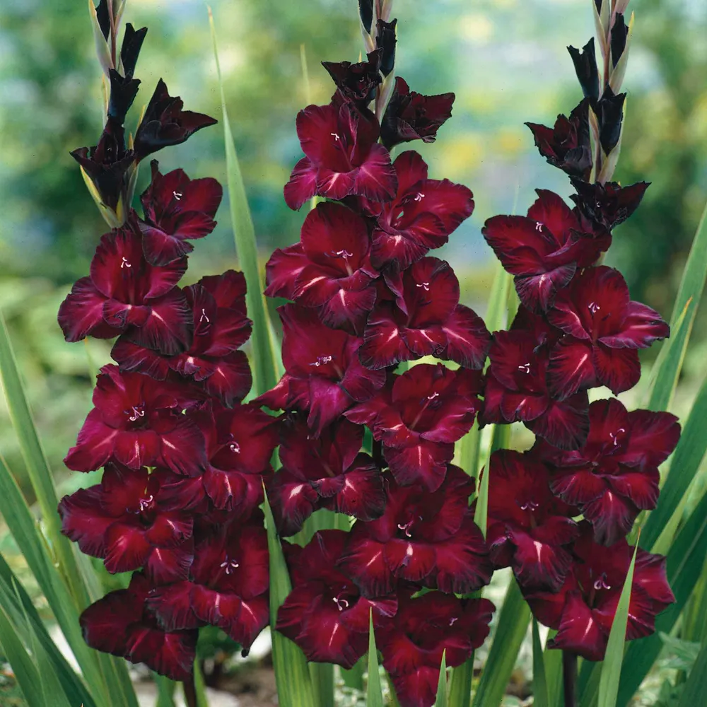 VEGSOW Black Star Gladiolus Flower Bulbs - Deep Purple Perennial Corms