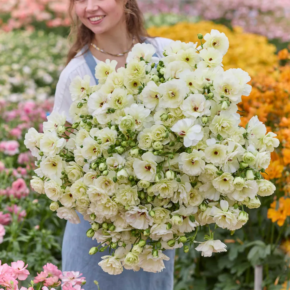 VEGSOW Butterfly Ninos Ranunculus Bulbs - Premium Flower Corms for Garden Planting