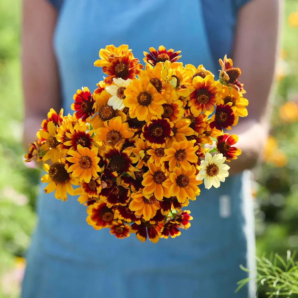 VEGSOW Mexican Zinnia Seeds - Persian Carpet Heirloom Flower Variety