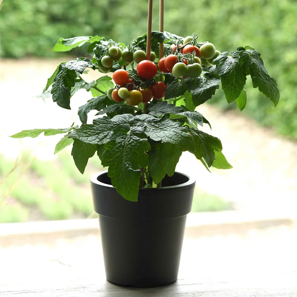 VEGSOW Kitchen Minis 'Siam' Tomato Seeds - Compact Indoor Variety