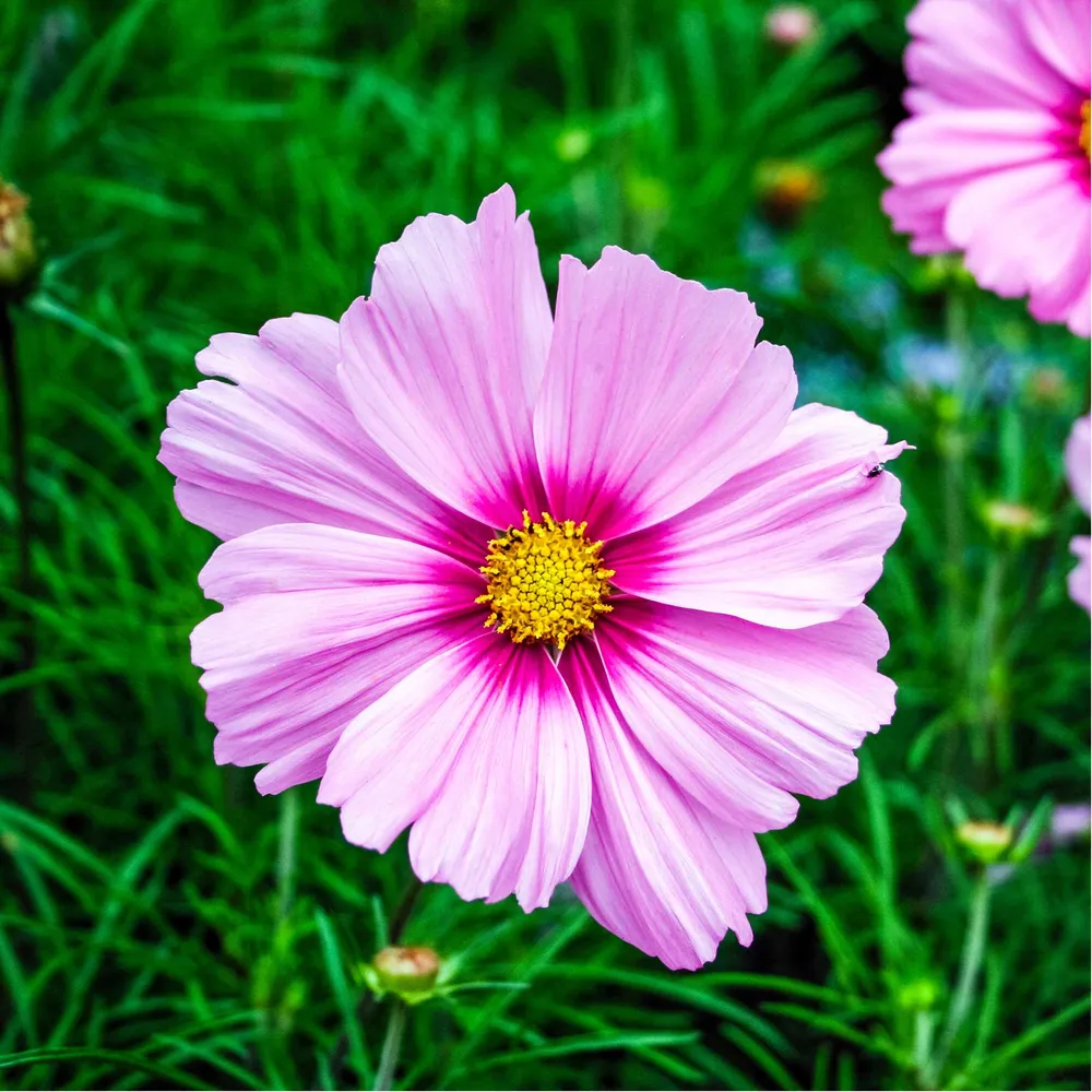 VEGSOW Gloria Cosmos Seeds - High Germination Flower Seeds