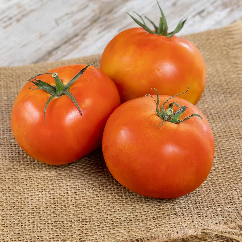 VEGSOW Atkinson Tomato Seeds - Heirloom Variety for Home Gardening