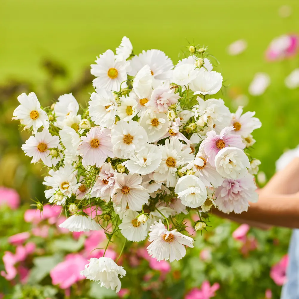 VEGSOW Cosmos Seeds - Cupcake Blush