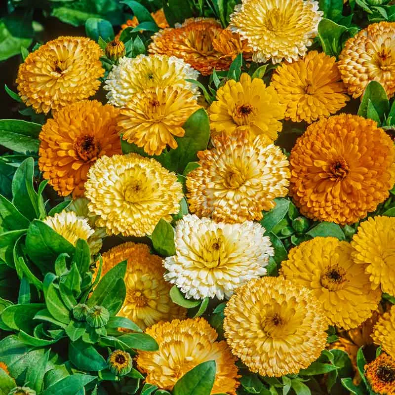 VEGSOW Calendula Seeds (Dwarf) - Fiesta Gitana
