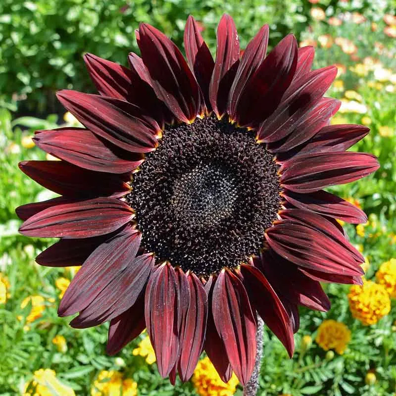 VEGSOW Chocolate Cherry Sunflower Seeds - Heirloom Annual Flower Seeds