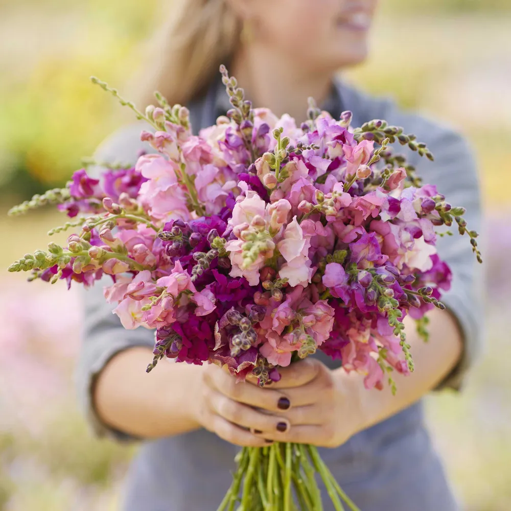 VEGSOW Snapdragon Seeds - Pink Mix F1 Cool Snap