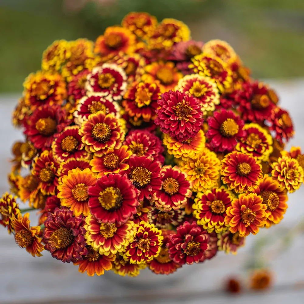 VEGSOW Aztec Mix Zinnia Seeds - Tall Heirloom Flower Seeds
