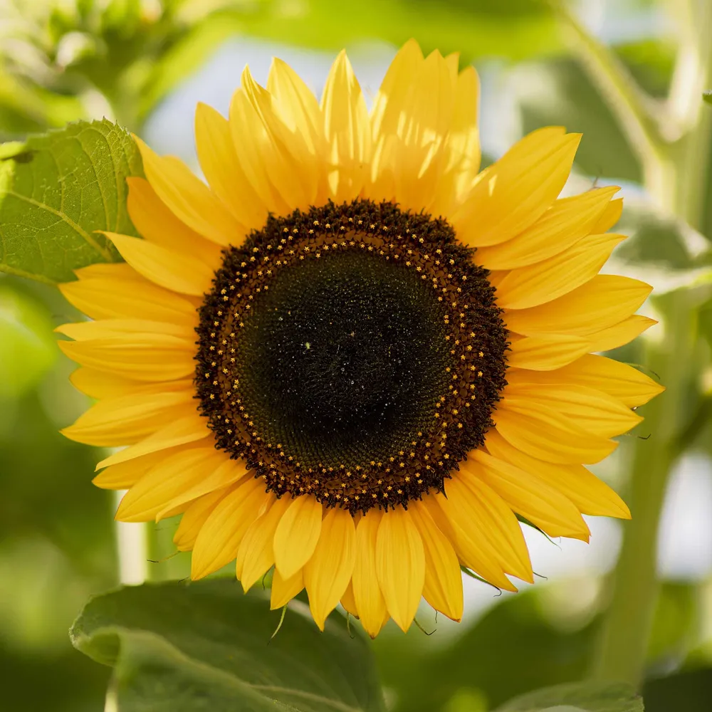 VEGSOW Domino Sunflower Seeds for Garden Planting