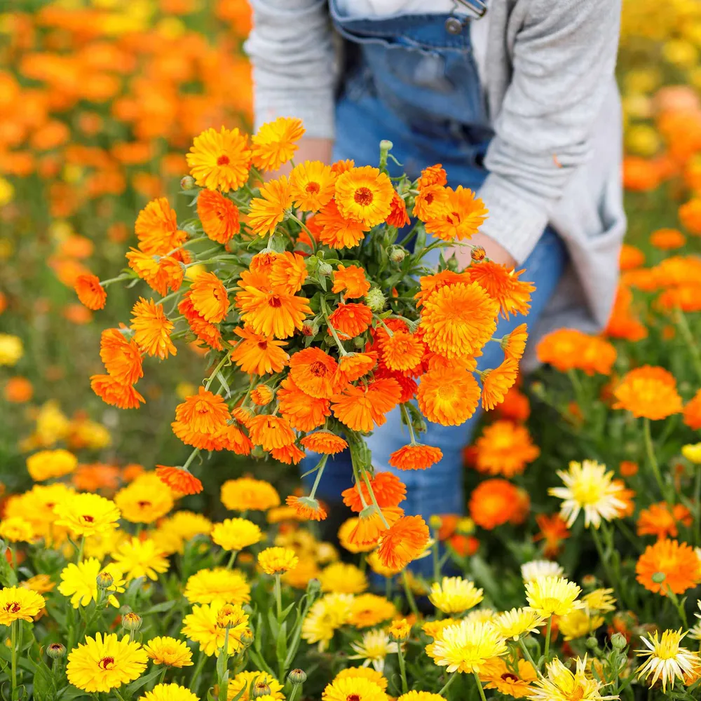 VEGSOW Calendula Seeds - Balls Improved Orange - Heirloom Flower Seeds